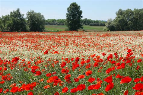 Poppy Fields Flanders 3008×2000 Background Pinterest