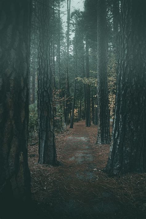 Hd Wallpaper Path Forest Wood Woodland Tree Track Fog Foggy