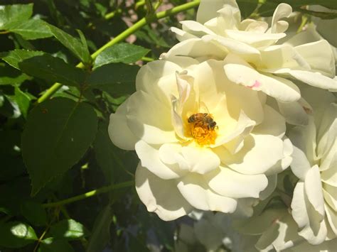 Maybe you would like to learn more about one of these? My California Garden in Zone 23: Iceberg Roses First ...