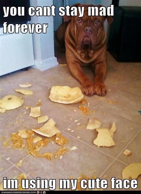 Hehehe Bordeaux Dog French Mastiff Mastiff Dogs