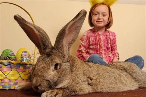 Darius The Massive Bunny In Perfect Health Says Glamour Model Owner Annette Edwards