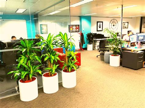 Office Interior Plant Designs