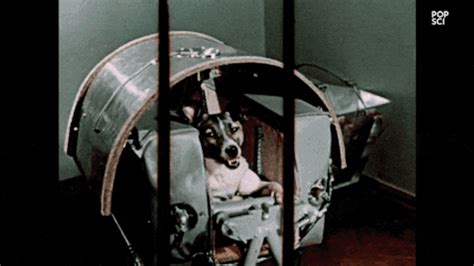 Popular Science In 1957 A Soviet Street Dog Named Laika Launched