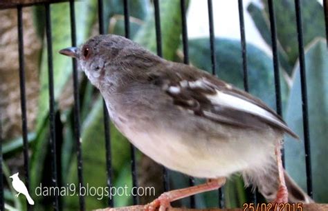 Cara memasterkan atau mengisi suara burung ada berbagai macam. DIJUAL CIBLEK KRISTAL (CIKRIS) GACOR, NEMBAK, NGEBREN Rp 430 RIBU (NEGO) - IKLAN DAMAI 9