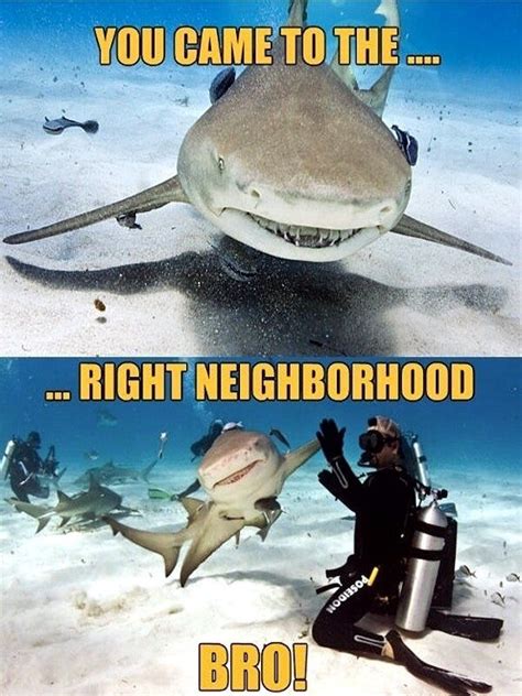 I Think This Is A Fit For Shark Week Sharks Funny Funny Animal Jokes