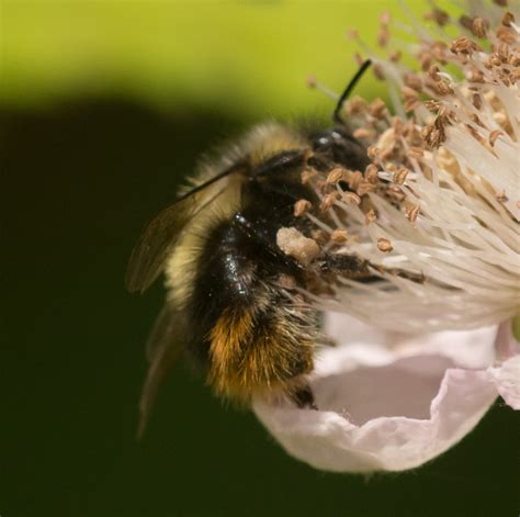 Fuzzy Horned Bumble Bee Bombus Mixtus Bumble Bees Of Washington