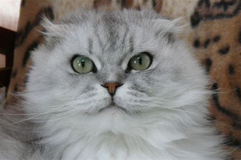 Highland Fold Scottish Fold Longhair Cute Cats Cat Breeds Great Cat