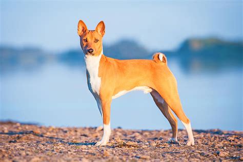 Basenji Dog Breed Profile Personality Facts