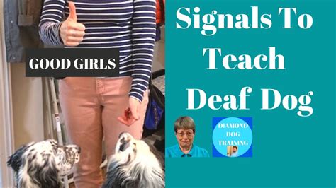 Hand Signals How To Work With A Deaf Dog Youtube