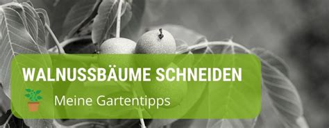 Das bedeutet, dass an den schnittstellen besonders viel baumsaft austritt. Wann schneidet man Walnussbäume? - Kluger Gärtner