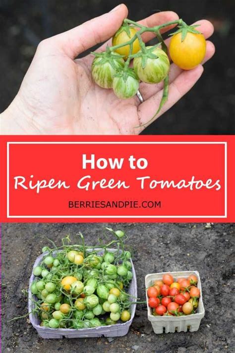 Extending The Harvest How To Ripen Green Tomatoes Indoors Berries