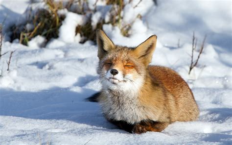 Cute Winter Animal Wallpaper 48 Images