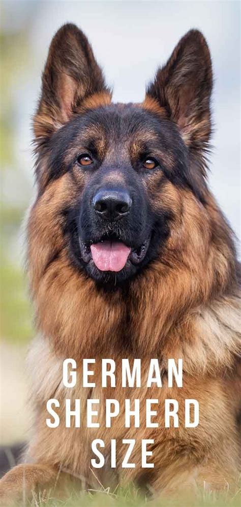 How Much Does A Full Grown German Shepherd Weight