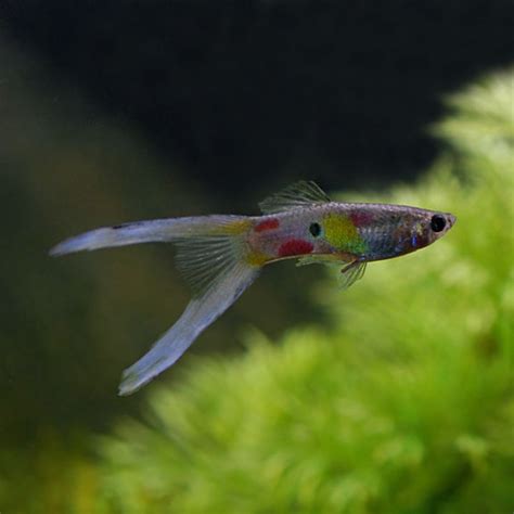 Lyretail Guppy Group Male Tropical Fish For Freshwater Aquariums