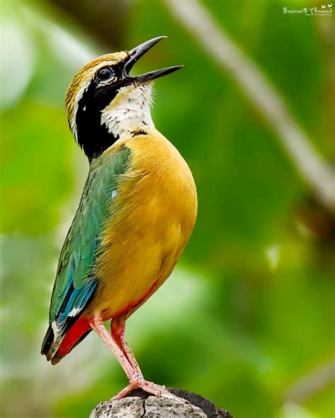 Top Most Colorful Birds In The Planet Prospering India