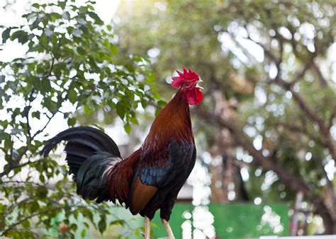 Eventually, the light starts changing so fast he. Key West Crowing Rooster Photograph by Jiayin Ma