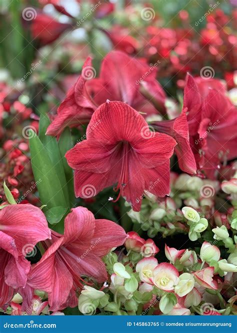 Red Flowers Are Blooming Stock Image Image Of Green 145863765