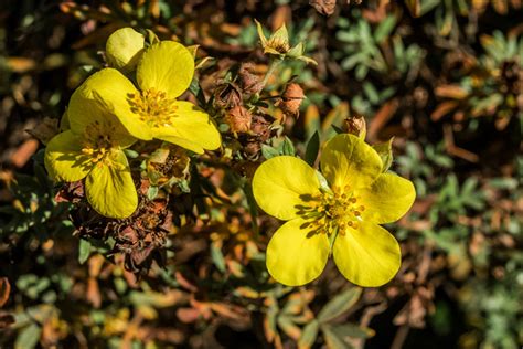 Welcome to direct plants ltd award winning nursery delivering high quality plants & trees to your door since 1989 10 Stunning Yellow Flowering Shrubs - Garden Lovers Club