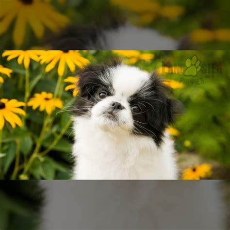 Japanese Chin Puppies For Sale Lancaster Puppies