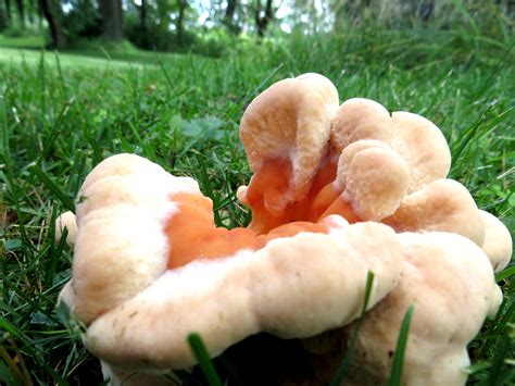 Is This Chicken Of The Woods I Want To Be Sure Before I Try Eating