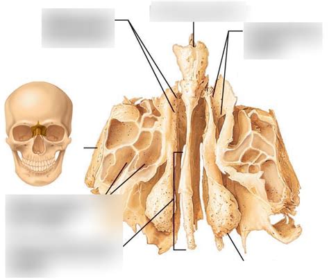 Ethmoid Bone Diagram Quizlet