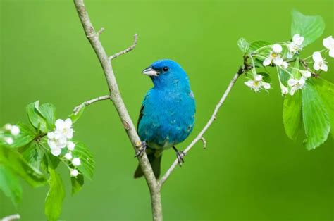 How To Attract Indigo Buntings To Your Backyard Simple Guide 2022