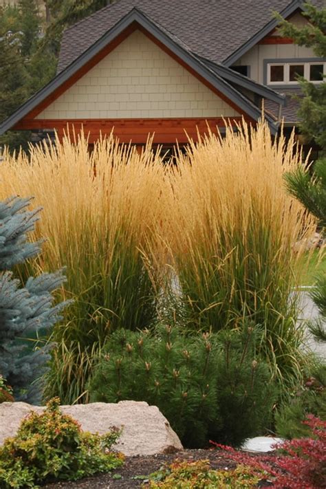 Buy Karl Foerster Reed Grass Free Shipping Wilson Bros Gardens 2 Gallon Pot For Sale