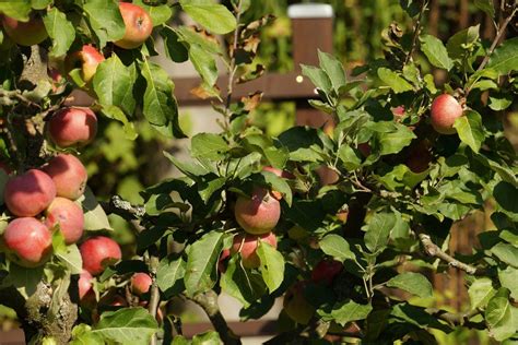 Der winterschnitt ist für obstbäume wie den apfelbaum der wichtigste schnitt im jahr. Spalier Apfelbaum Schneiden Anleitung