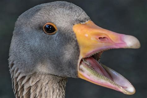 Do Ducks Have Teeth Inside A Ducks Beak