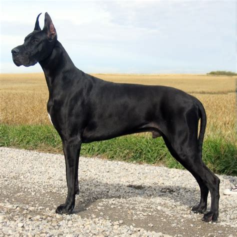 Great Dane Breed Guide Learn About The Great Dane