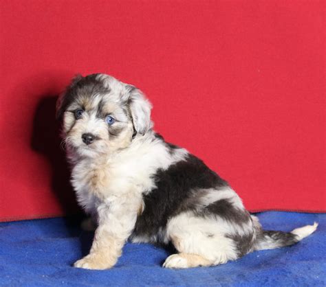 Mini Aussiedoodle For Sale Millersburg Oh Female Kaya Ac Puppies Llc