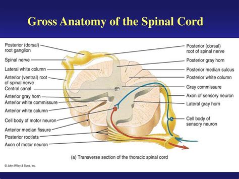 Ppt Gross Anatomy Of The Spinal Cord Powerpoint