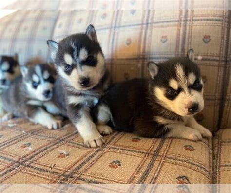View Ad Siberian Husky Litter Of Puppies For Sale Near Colorado Black