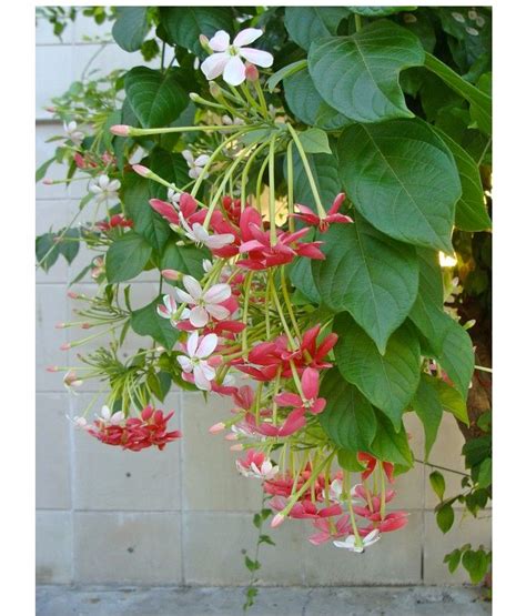 Rangoon Creeper A Fragrant Flowering Vine Is A Fast Growing Tropical