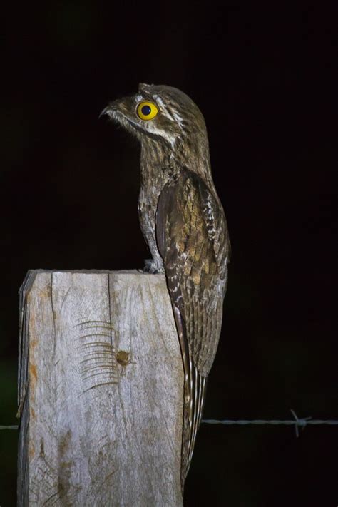 No matter where you are, no matter what your personality, you can find your circle here. 50 best Potoo birds live in South America and camouflage themselves on branches images on Pinterest