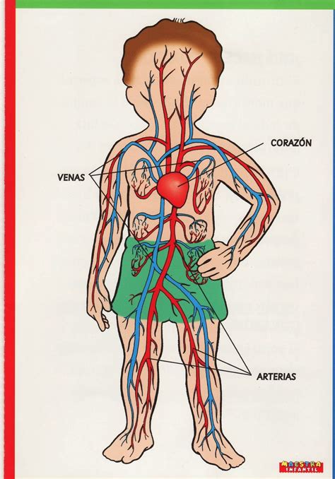 Sistema Circulatorio Con Sus Partes