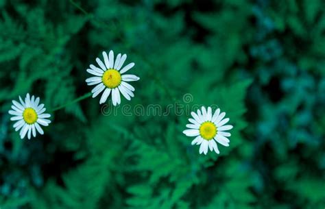 Three Beautiful Daisies In Green Field Stock Image Image Of Daisies