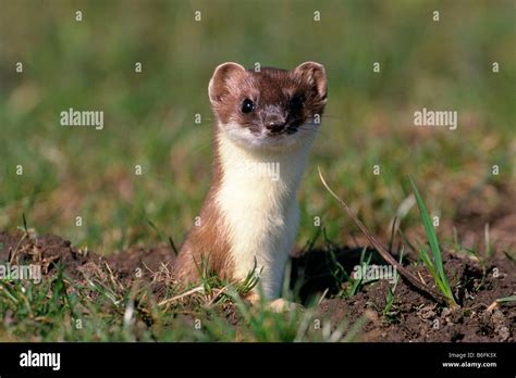 Ermine Or Stoat Or Short Tailed Weasel Mustela Erminea In Its Summer