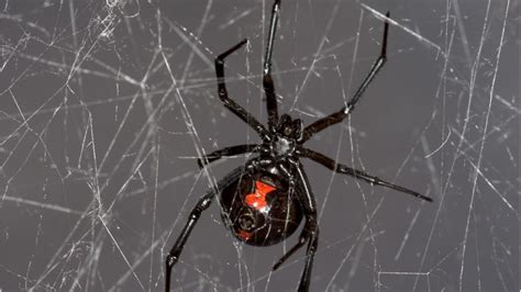 Black Widow Spider Web Gives Up Dna Secrets Bbc News