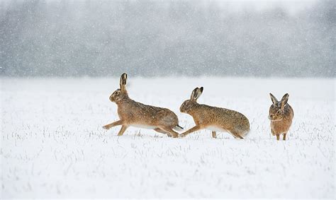 Winter Hares Taken In Derbyshire By Andrew Parkinson Cool Digital