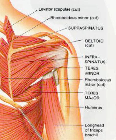 Many people can still function with a biceps tendon tear, and only need simple treatments to relieve symptoms. Staff participates in shoulder disorders course