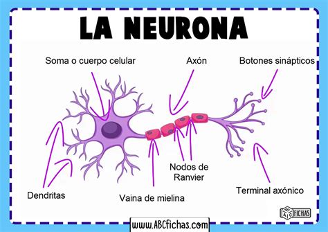 La Neurona Estructura Partes Y Función De Las Neuronas