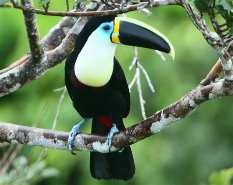 Making a living in the treetops is tough. Wildlife Guide - Toucan | Tambopata, Peru - Rainforest ...
