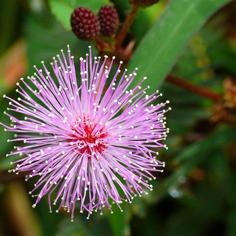 Clearing Parasites With Mimosa Pudica Seed
