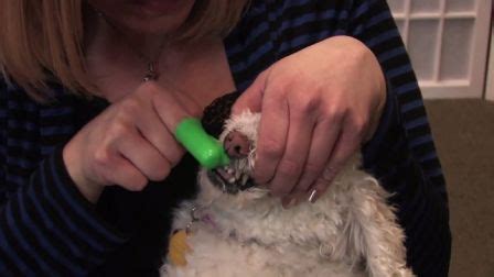 The average price for cat grooming ranges anywhere from $30. How Much Does Dog Grooming Cost? | Dog allergies, Dog ...