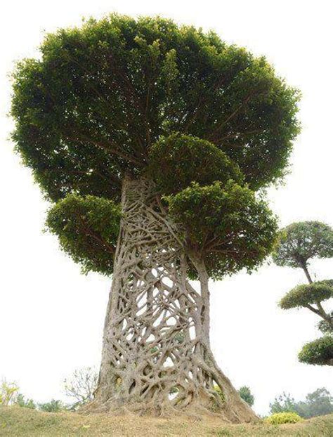 28 Incredibly Unique Trees From Around The World Weird Trees Unique