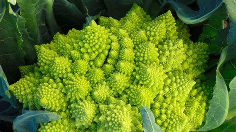 What Is Romanesco And How To Use It Lakewinds Food Co Op