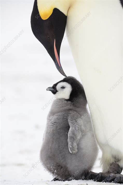 Emperor Penguin Feeding Chick Stock Image C0484711 Science Photo