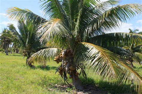 Chapman Field Fiji Dwarf Coconuts Discussing Palm Trees Worldwide