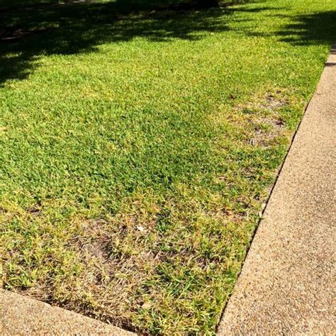 Chinch Bugs Can Turn A Lawn Brown And Dead